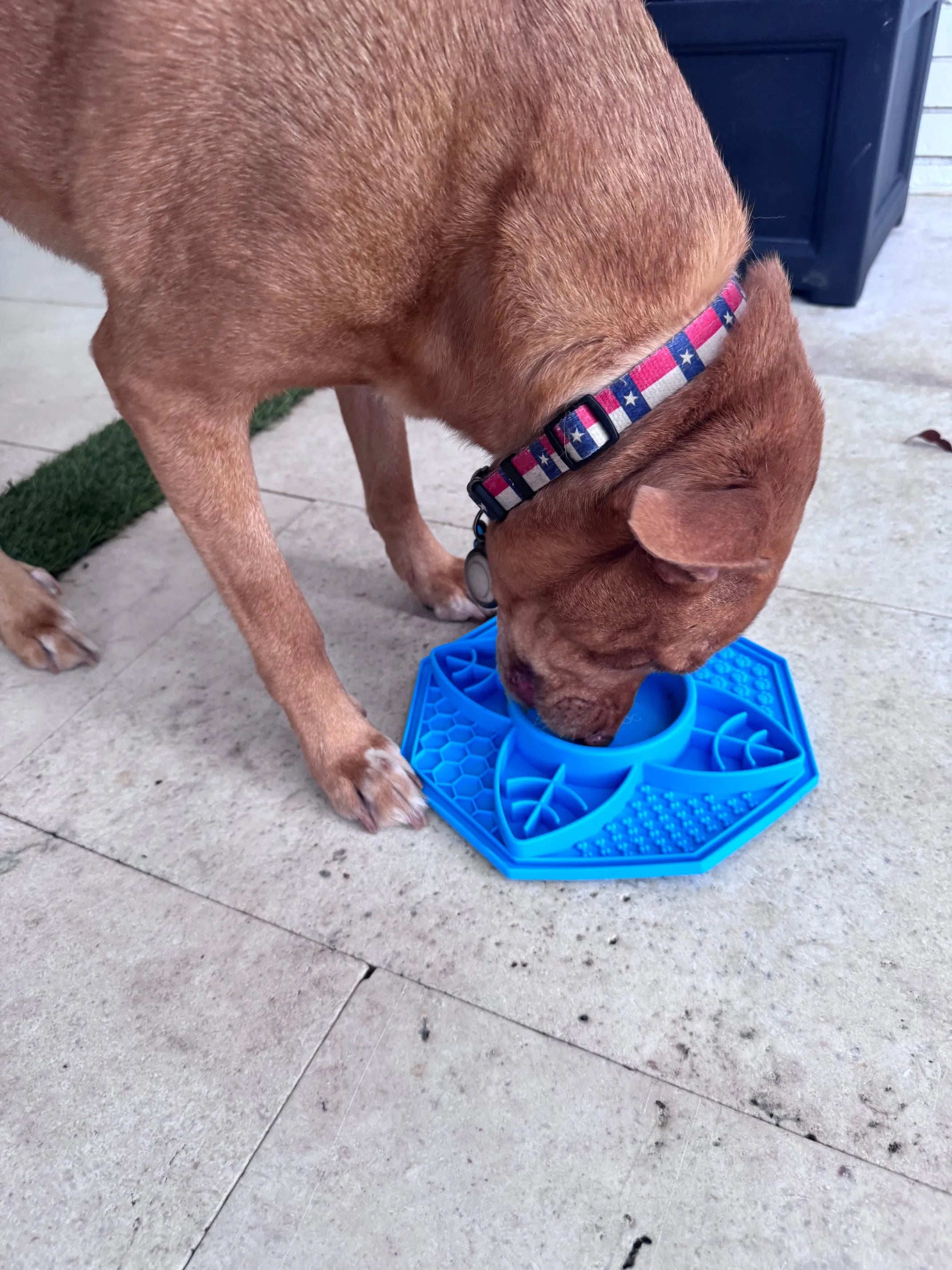 Blue Slow Feeder / Peanut Butter Fun Feeder