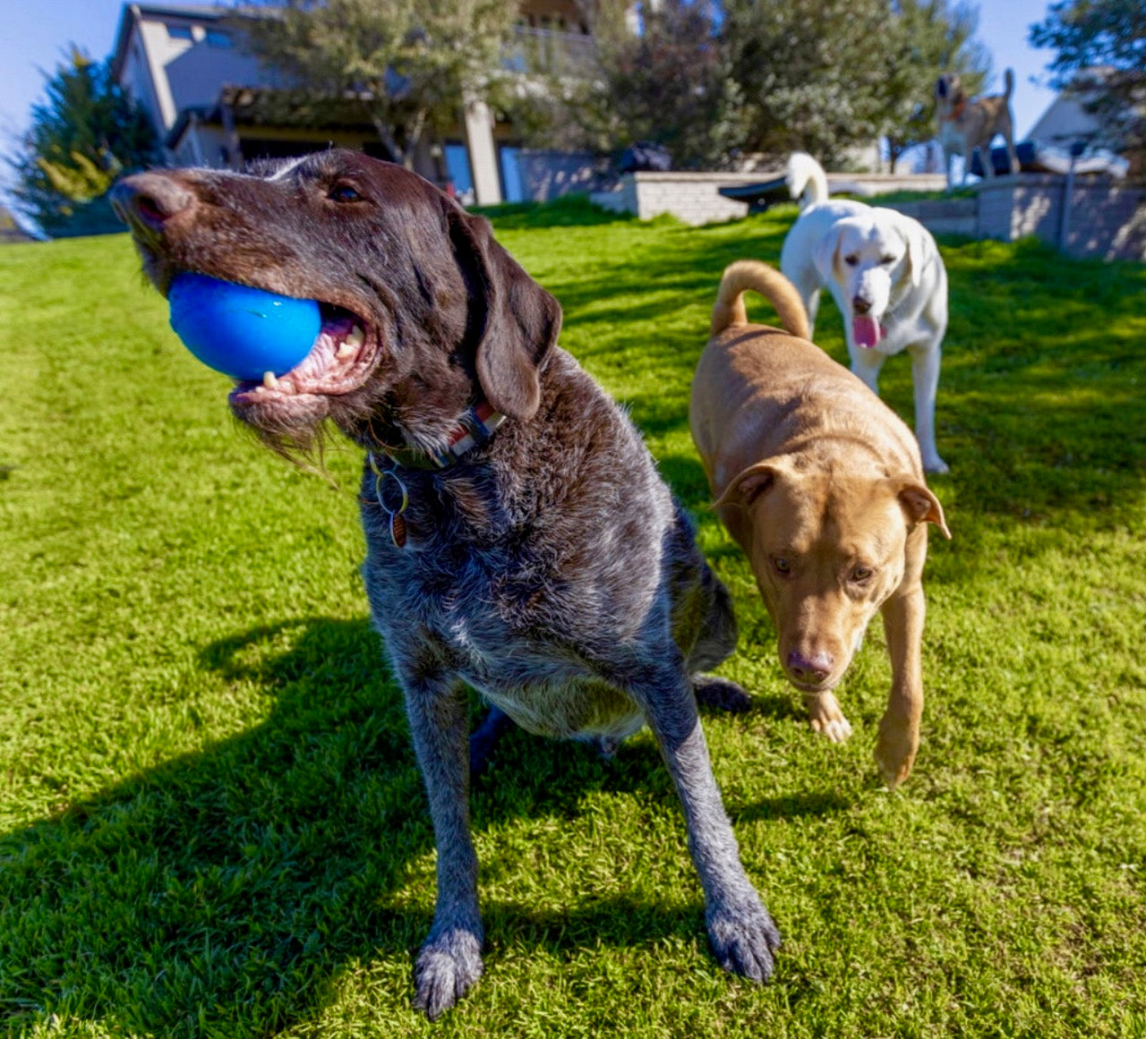 Shelter Pup RAHRDOG Ball (Donation)