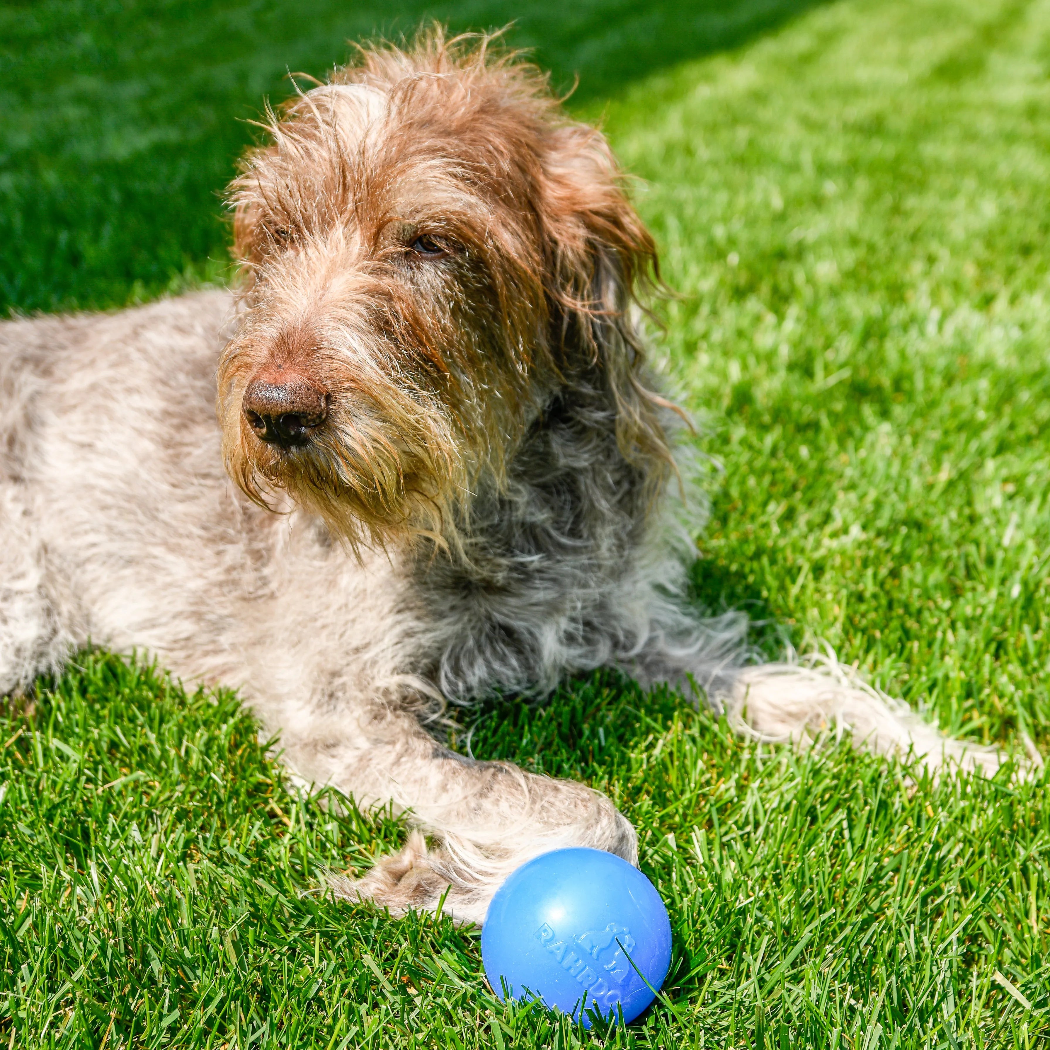 Shelter Pup RAHRDOG Ball (Donation)