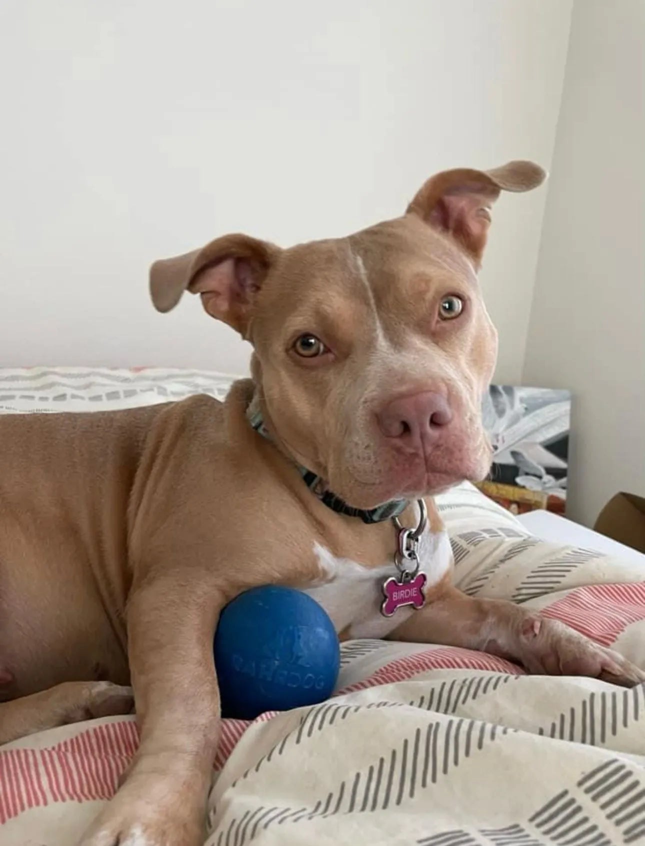 Shelter Pup RAHRDOG Ball (Donation)