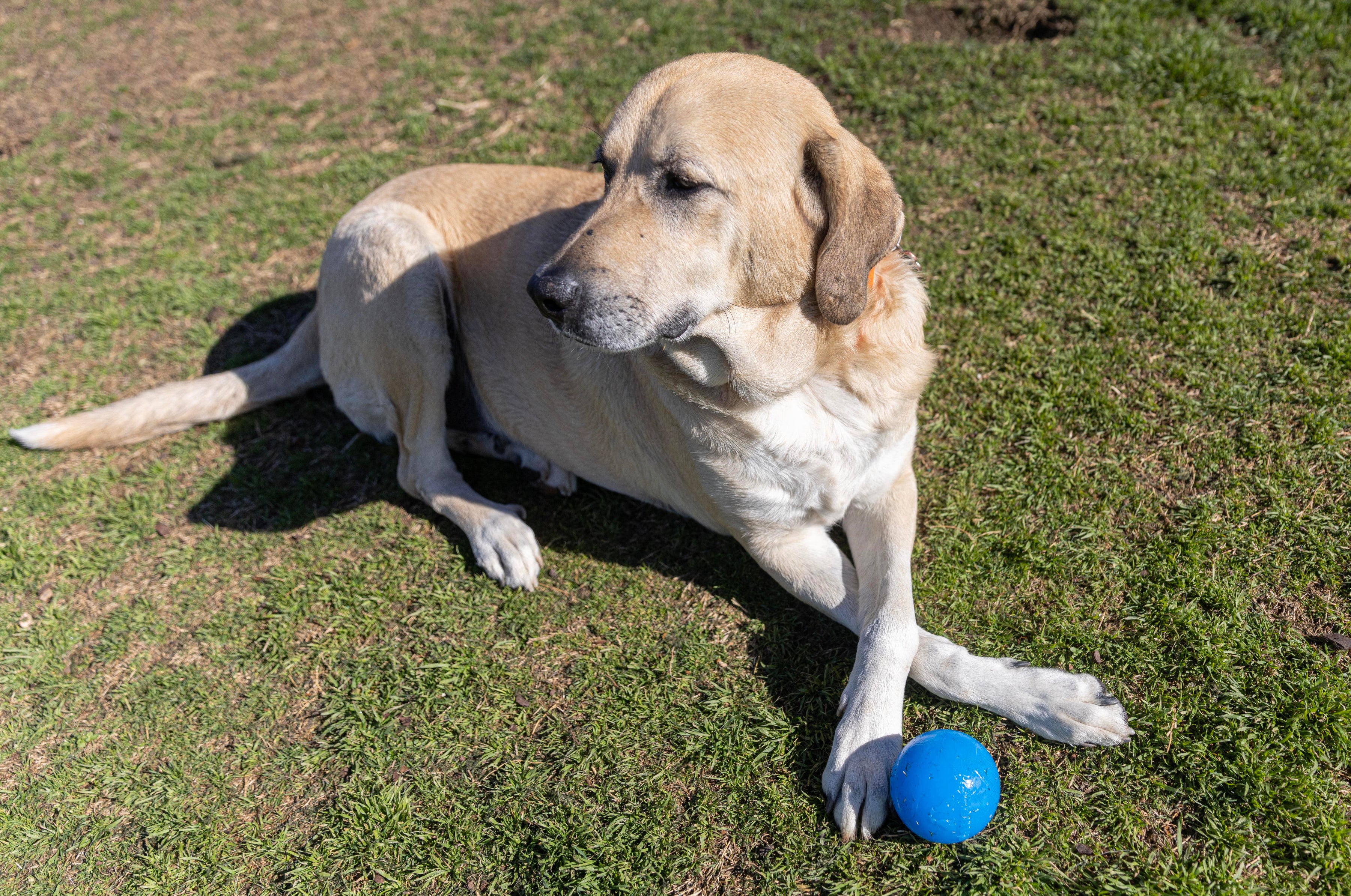 Shelter Pup RAHRDOG Ball (Donation)