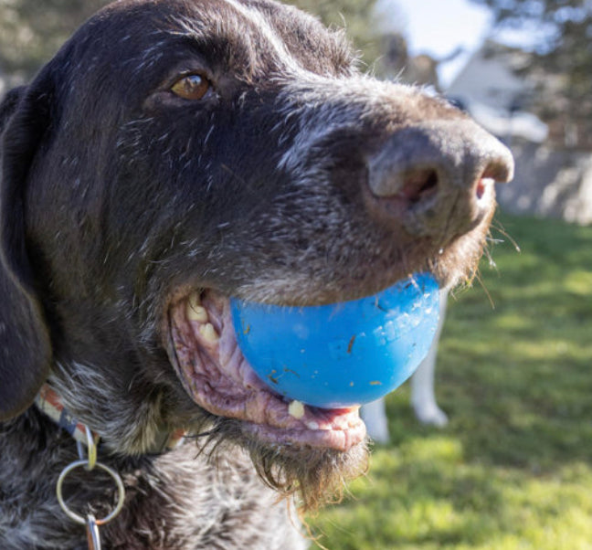 Shelter Pup RAHRDOG Ball (Donation)