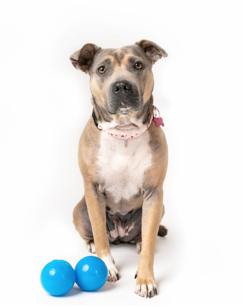 RAHRDOG Ball