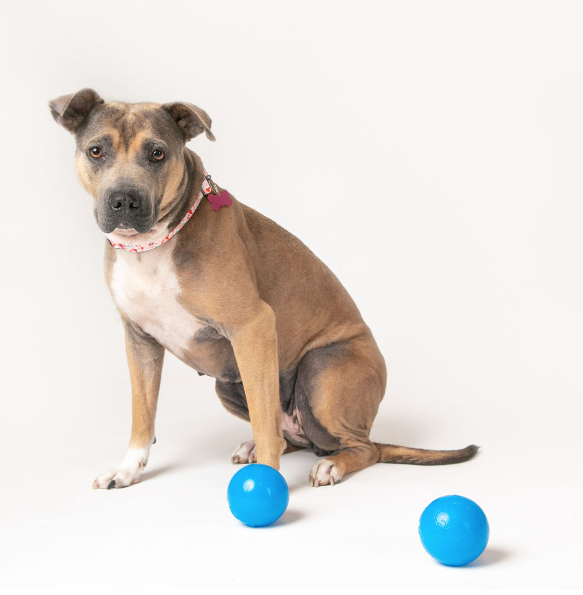 RAHRDOG Ball